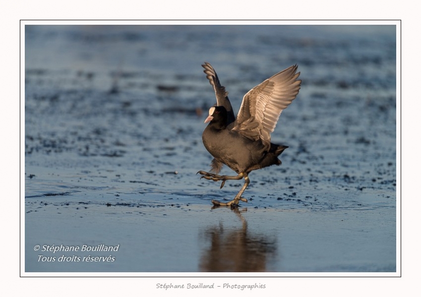 Foulque_Macroule_07_02_2015_058-border