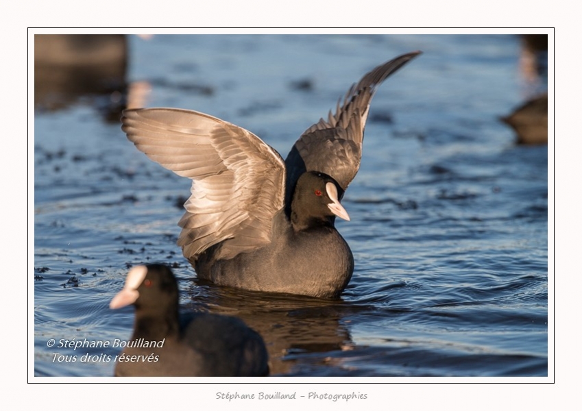 Foulque_Macroule_07_02_2015_074-border