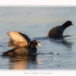 Foulque_Macroule_07_02_2015_003-border