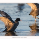 Foulque_Macroule_07_02_2015_005-border