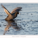 Foulque_Macroule_07_02_2015_009-border