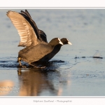 Foulque_Macroule_07_02_2015_013-border
