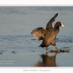 Foulque_Macroule_07_02_2015_016-border