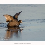 Foulque_Macroule_07_02_2015_018-border