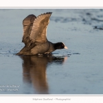 Foulque_Macroule_07_02_2015_020-border