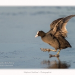 Foulque_Macroule_07_02_2015_021-border