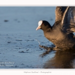 Foulque_Macroule_07_02_2015_022-border