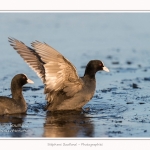 Foulque_Macroule_07_02_2015_026-border