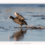 Foulque_Macroule_07_02_2015_029-border