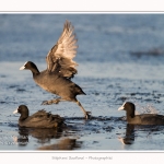 Foulque_Macroule_07_02_2015_030-border