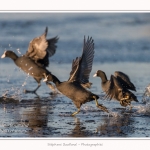 Foulque_Macroule_07_02_2015_032-border
