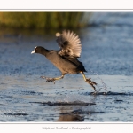 Foulque_Macroule_07_02_2015_033-border