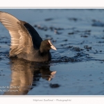 Foulque_Macroule_07_02_2015_035-border