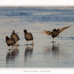 Foulque_Macroule_07_02_2015_036-border