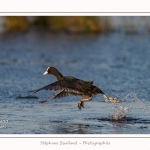 Foulque_Macroule_07_02_2015_041-border