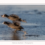 Foulque_Macroule_07_02_2015_042-border