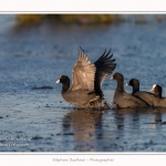 Foulque_Macroule_07_02_2015_043-border