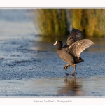 Foulque_Macroule_07_02_2015_047-border