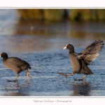 Foulque_Macroule_07_02_2015_049-border