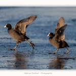 Foulque_Macroule_07_02_2015_050-border