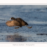 Foulque_Macroule_07_02_2015_053-border