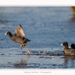 Foulque_Macroule_07_02_2015_056-border