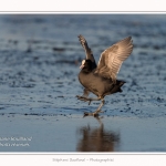 Foulque_Macroule_07_02_2015_058-border