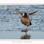 Foulque_Macroule_07_02_2015_059-border