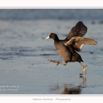 Foulque_Macroule_07_02_2015_060-border