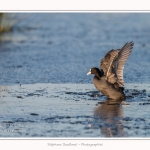 Foulque_Macroule_07_02_2015_062-border