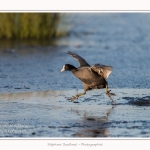 Foulque_Macroule_07_02_2015_063-border