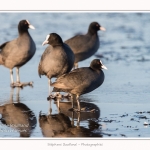Foulque_Macroule_07_02_2015_065-border