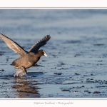 Foulque_Macroule_07_02_2015_068-border