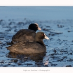 Foulque_Macroule_07_02_2015_069-border