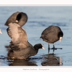 Foulque_Macroule_07_02_2015_071-border