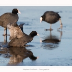 Foulque_Macroule_07_02_2015_073-border