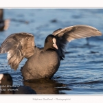 Foulque_Macroule_07_02_2015_075-border