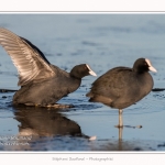 Foulque_Macroule_07_02_2015_076-border