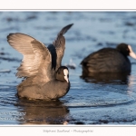Foulque_Macroule_07_02_2015_079-border
