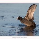 Foulque_Macroule_07_02_2015_081-border