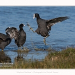 Foulques_Bagarre_2017_04_29_014-border