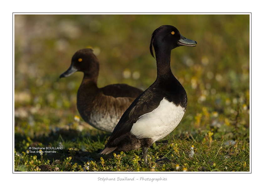 Fuligule_morillon_11_06_2015_003-BorderMaker
