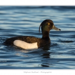 Fuligule_Morillon_06_06_2015_001-BorderMaker
