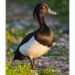 Fuligule_Morillon_06_06_2015_003-BorderMaker