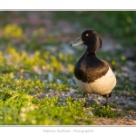 Fuligule_Morillon_06_06_2015_004-BorderMaker