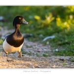 Fuligule_Morillon_06_06_2015_005-BorderMaker