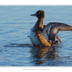 Fuligule_Morillon_06_06_2015_008-BorderMaker
