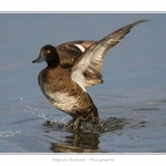 Fuligule_morillon_05_6_2015_001-BorderMaker