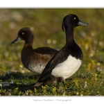 Fuligule_morillon_11_06_2015_003-BorderMaker