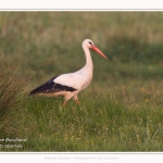 Saison : Printemps - Lieu : Le Crotoy, Baie de Somme, Somme, Hauts-de-France, France.